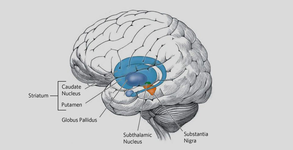 hd brain